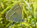 Purple Hairstreak.jpg